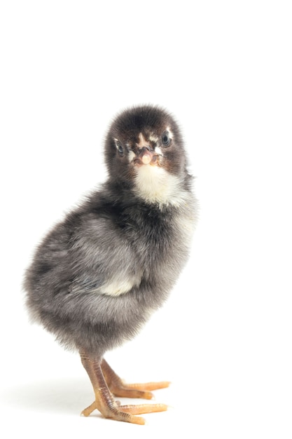 A newborn chick on white background