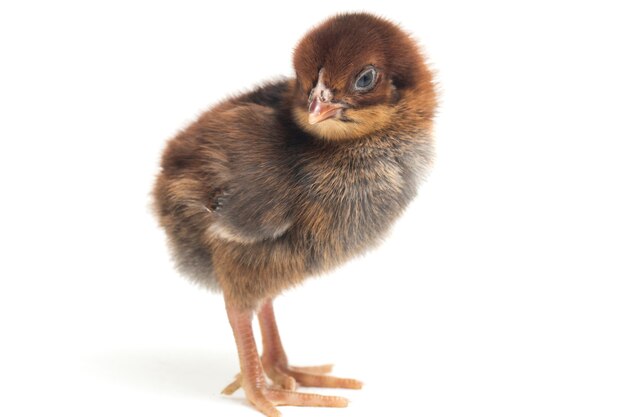 A newborn chick on white background