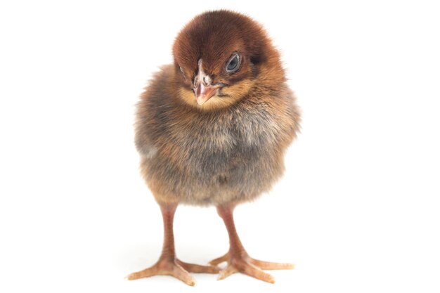 A newborn chick on white background