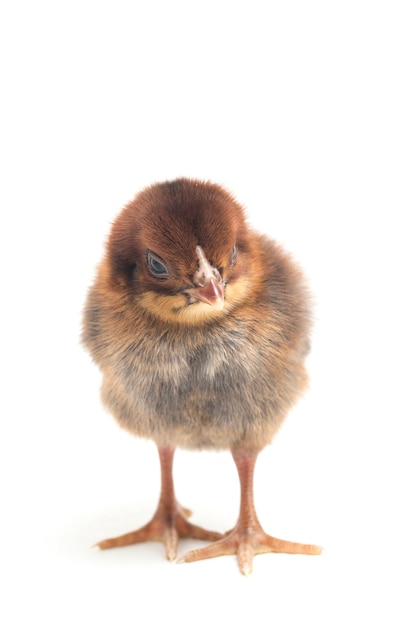 A newborn chick on white background