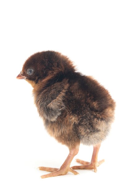 A newborn chick on white background