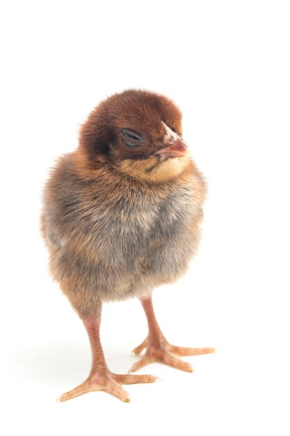 A newborn chick on white background