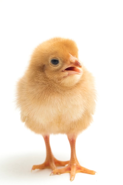 A newborn chick on white background