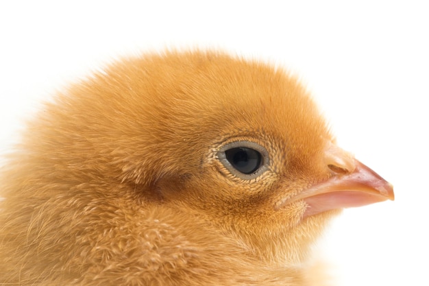 Новорожденный цыпленок на белом фоне