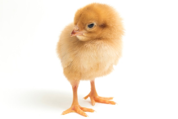 A newborn chick on white background