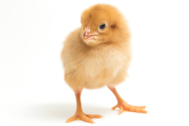 A newborn chick on white background