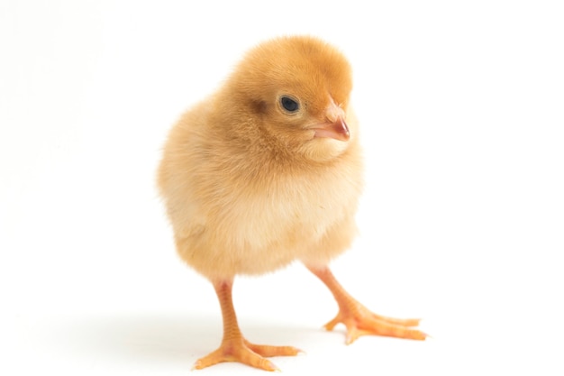 A newborn chick on white background