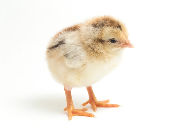 A newborn chick on white background