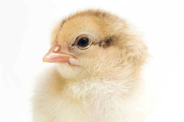 A newborn chick on white background