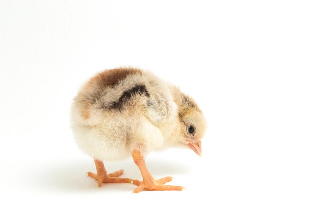 A newborn chick on white background