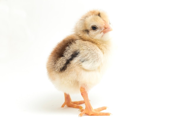 A newborn chick on white background