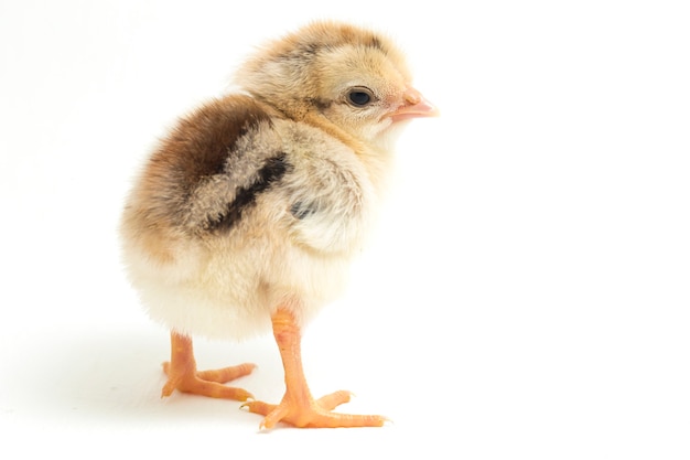 A newborn chick on white background