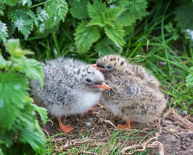 写真 キョクアジサシの生まれたばかりのひよこは、最初の一歩を踏み出します。