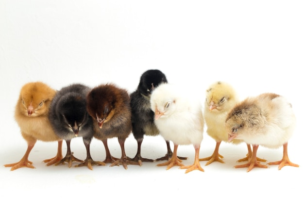 Newborn chicks on white background