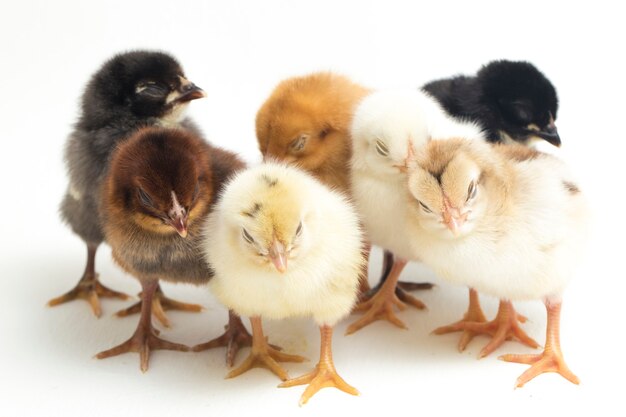 Newborn chicks on white background