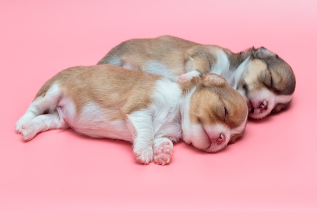 Newborn chihuahua puppy sleeping together