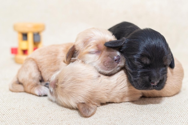 写真 生まれたばかりのコッカースパニエルの子犬の高品質写真