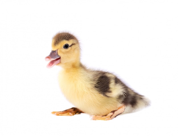 Newborn duckling isolated on white background. Duck with clipping path.