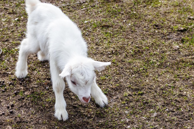 Newborn goat on the farmyard. Portrait of baby goat