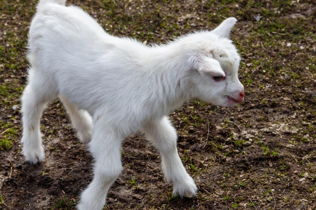 Newborn goat on the farmyard Portrait of baby goat