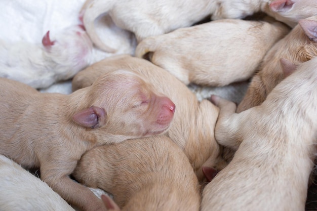 写真 生まれたばかりのゴールデンレトリバーの子犬の詳細クローズアップペット