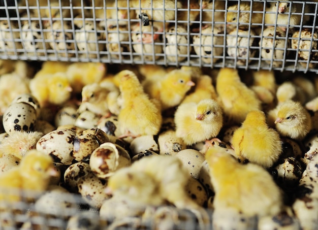 Newborn hatched quail chicks close up in an incubator