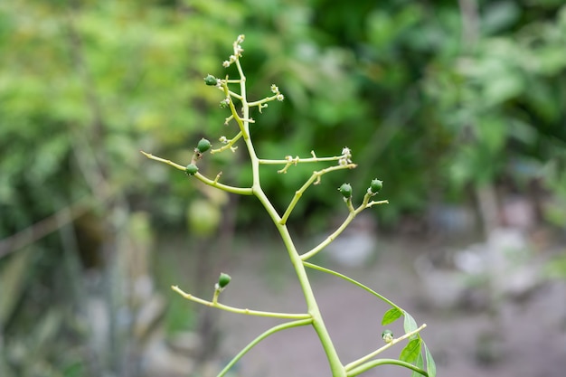 Newborn hog plum growing on a branch in the garden close up view with selective focus