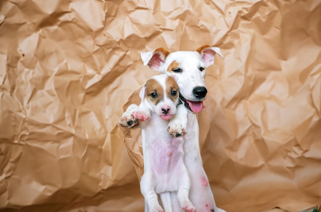 写真 ジャック・ラッセル (jack russell) 犬の母と一緒に生まれた子犬動物の肖像画コンセプトの背景に茶色の紙に描かれています