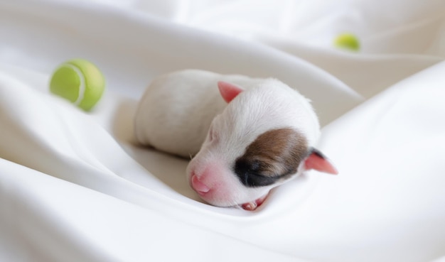 Фото Новорожденный щенок джек-рассел-терьера спит на белой ткани и теннисном мяче в концепции портрета питомца
