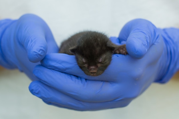 手に生まれたばかりの子猫。思いやりのある手の小さな盲目の猫。かわいい赤ちゃん猫のクローズ写真。素敵な子猫のペットがあなたの腕の中で眠ります。かわいい赤ちゃん猫のクローズアップ。目の見えない子猫は牧歌的なイメージです。の初日