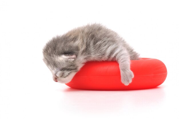 Newborn kitten isolated on bright background