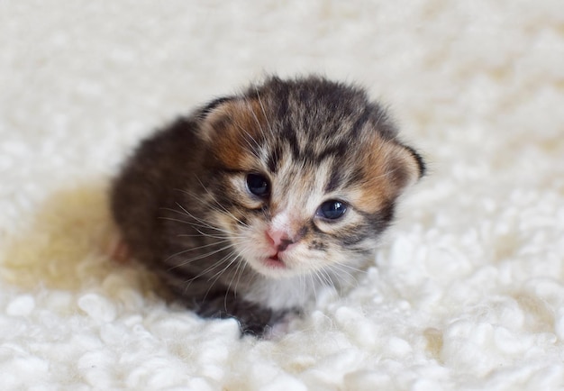 A newborn kitten lies on a light blanket Cute Kurilan Bobtail kitten