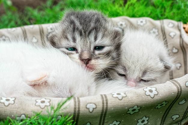 Новорожденные котята в корзине на природе.