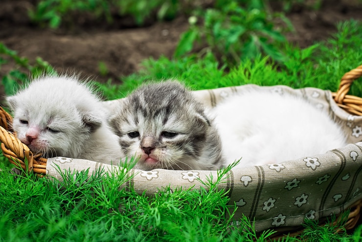 Фотография новорожденные котята в корзине на природе.