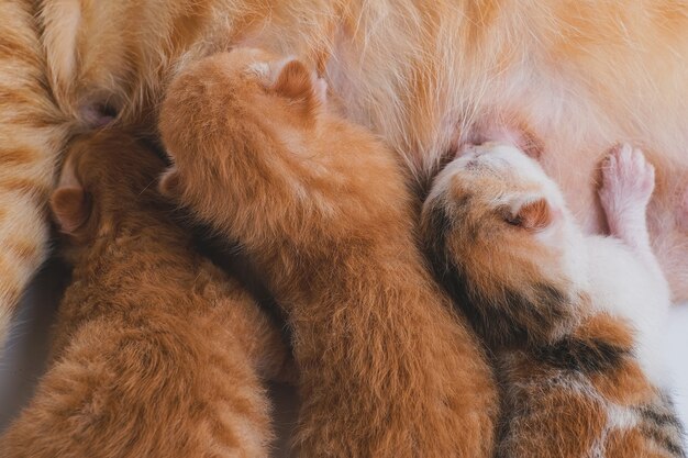 Newborn kittens drink their mother's milk against white background