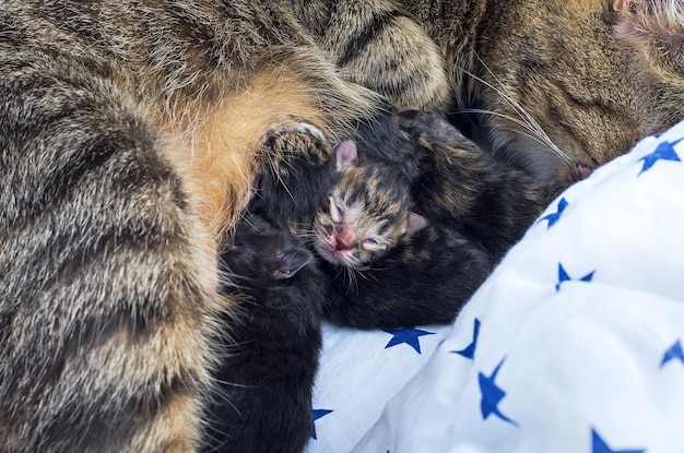 Newborn kittens lie near mother cat