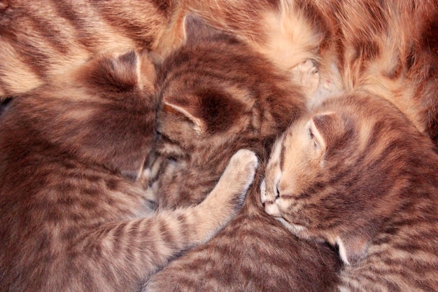 newborn kittens of Scottish Straight breed on their mother