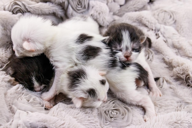 Newborn kittens on a soft grey blanket