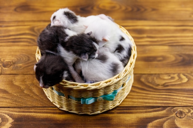 Newborn kittens in wicker basket on wooden floor