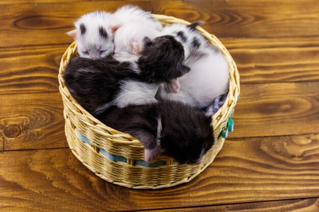 Newborn kittens in wicker basket on wooden floor