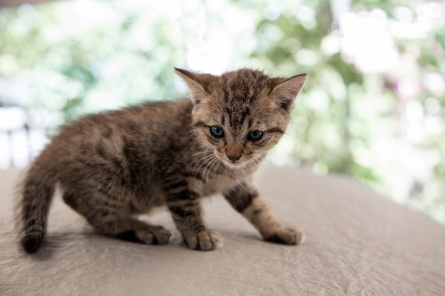 Newborn kitty cat potrait on stage