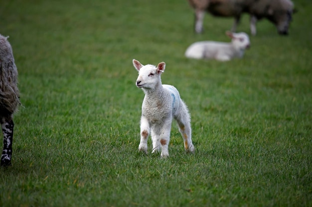 Newborn lambs down on the farm