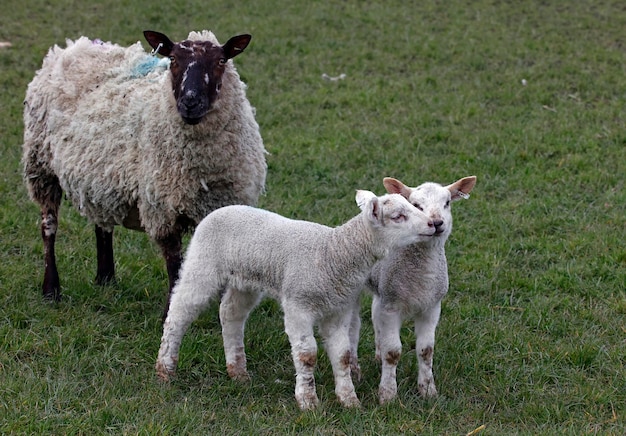 Newborn lambs down on the farm