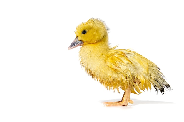 NewBorn little Cute yellow wet duckling on white.