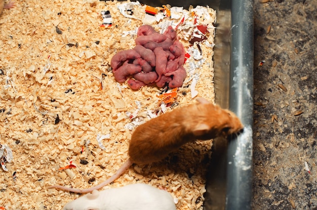 Newborn mice in a cage Tiny naked blind mice with mom