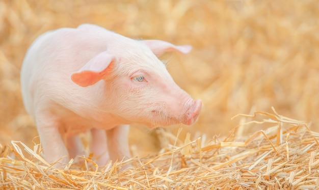 Newborn pig in the hay and straw.