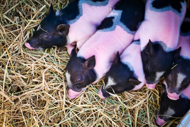 The newborn piglets in a pig farm