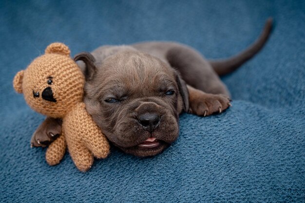 Newborn puppies Cane Corso Formentino color puppies are two weeks old Newborn puppy new life