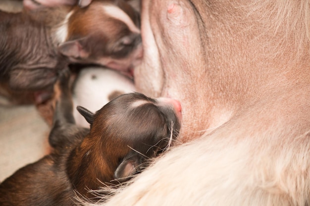 生まれたばかりの子犬のチャイニーズ ・ クレステッド ・ ドッグ母乳を吸う