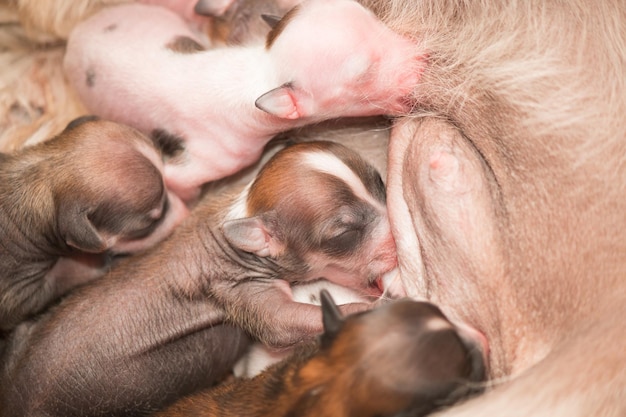 Newborn puppies Chinese crested dog sucking maternal milk